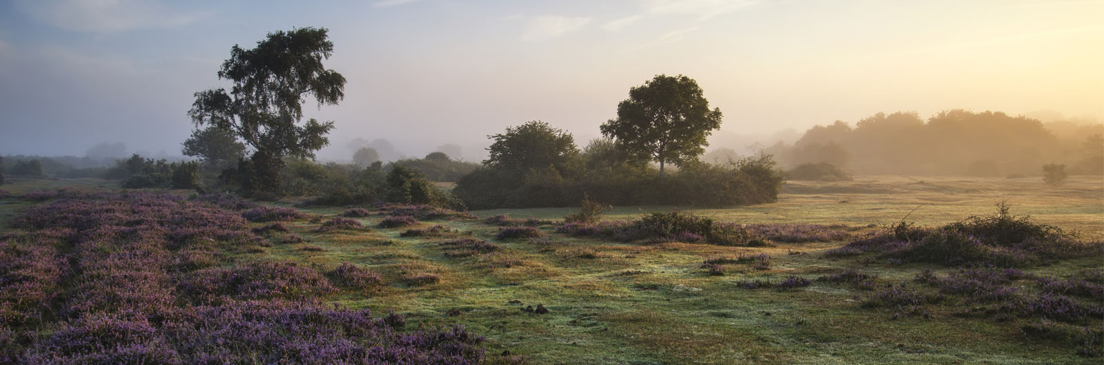 Lavendar field at sunset