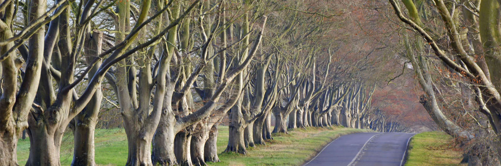 Road cutting through a forest with trees on either side